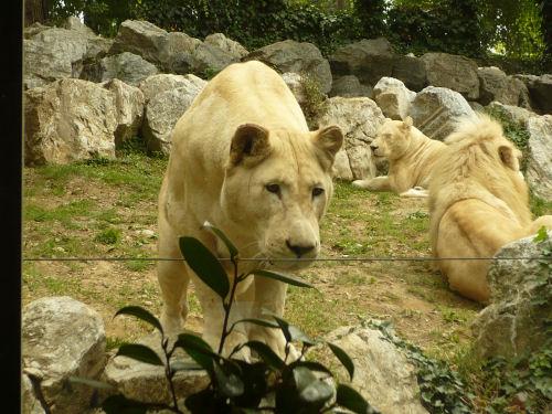 La Leonessa un po' irata...