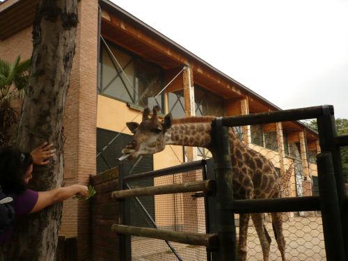 Som e la giraffa.... No Comment!