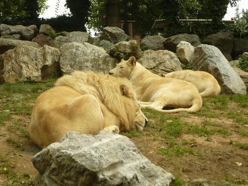 Il leone e le leonesse...